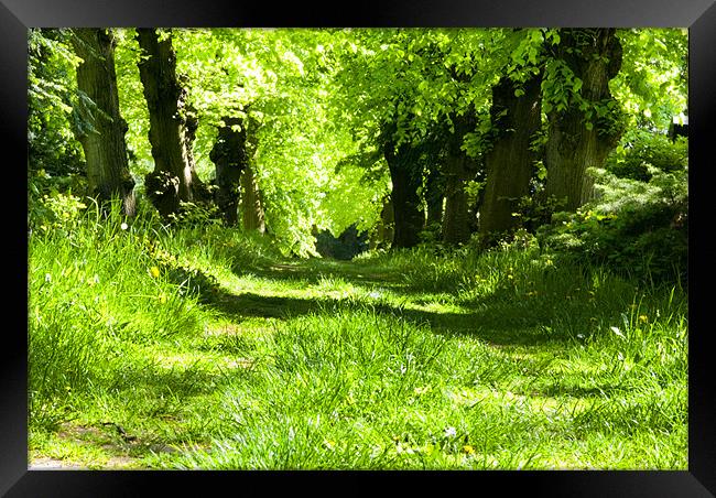 Grass lane Framed Print by Nathan Wright