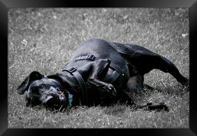 Labrador playing in grass Framed Print by mat barker