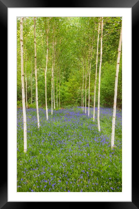 Birch trees and Bluebells Framed Mounted Print by Rory Trappe