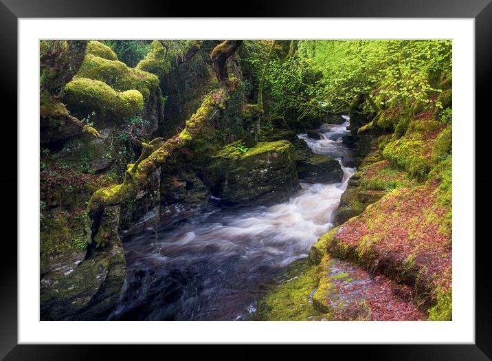 Ffestiniog rainforest Framed Mounted Print by Rory Trappe