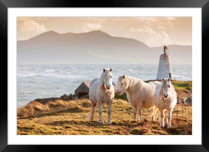 Wild ponies on Ynys Llanddwyn Framed Mounted Print by Rory Trappe