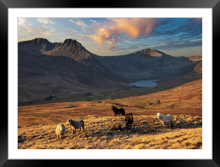 Wild ponies of the Carneddau Framed Mounted Print by Rory Trappe