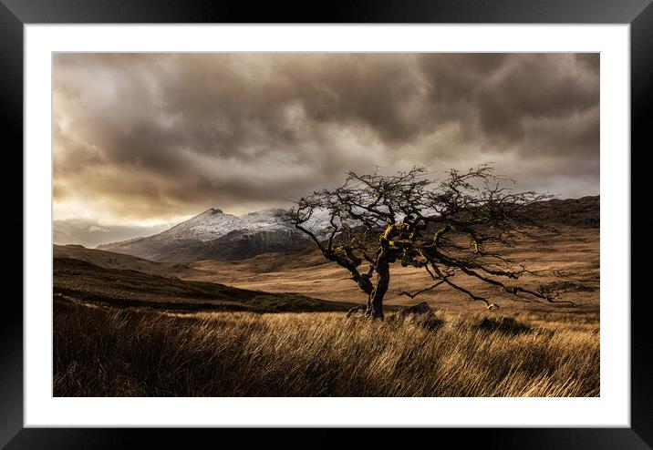 Rowan tree in Snowdonia Framed Mounted Print by Rory Trappe