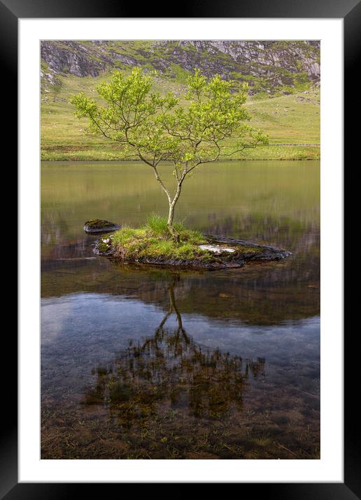 Lonely tree on a rock Framed Mounted Print by Rory Trappe