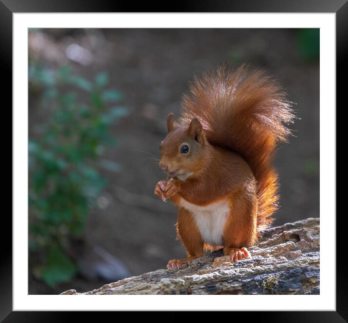 Red squirrel Framed Mounted Print by Rory Trappe