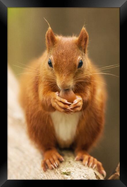 A close up of a squirrel on a table Framed Print by Rory Trappe
