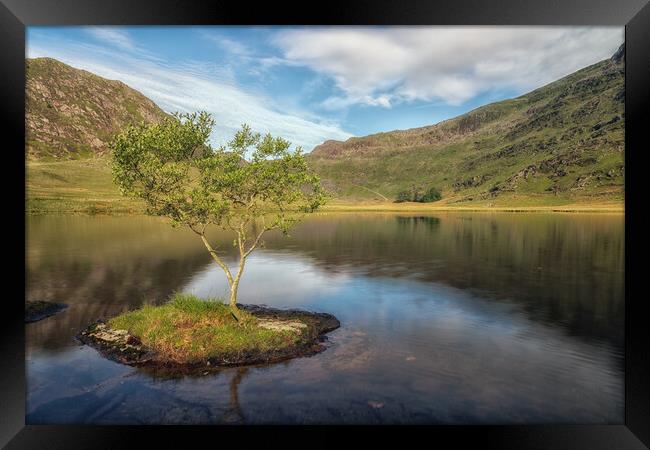 Cwmorthin tree Framed Print by Rory Trappe