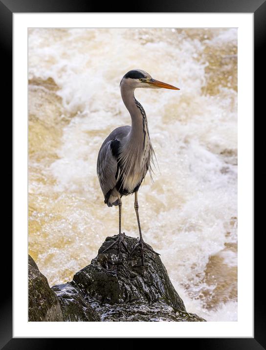 Grey Heron at Betws y Coed Framed Mounted Print by Rory Trappe