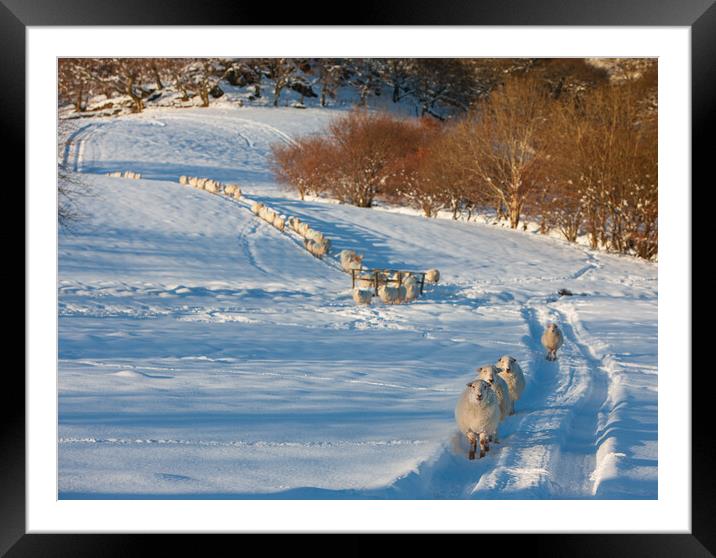 Sheep after a snow storm Framed Mounted Print by Rory Trappe