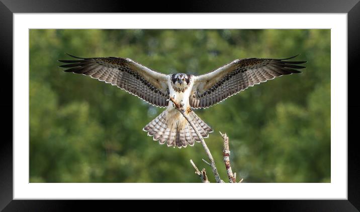 Female Osprey landing Framed Mounted Print by Rory Trappe
