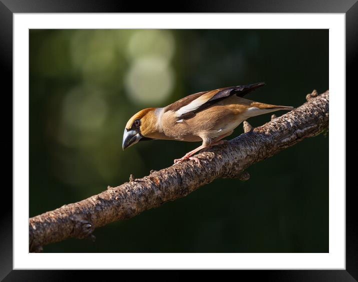 Hawfinch Framed Mounted Print by Rory Trappe