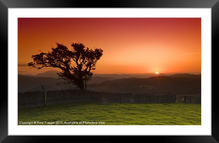 Tree on a hill Framed Mounted Print by Rory Trappe