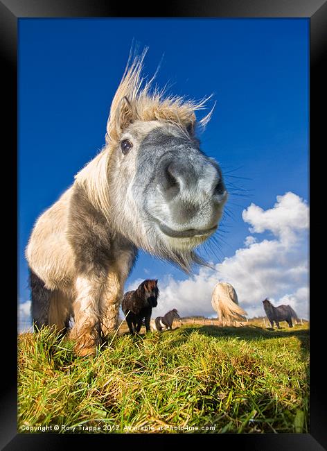 Shetland ponies Framed Print by Rory Trappe
