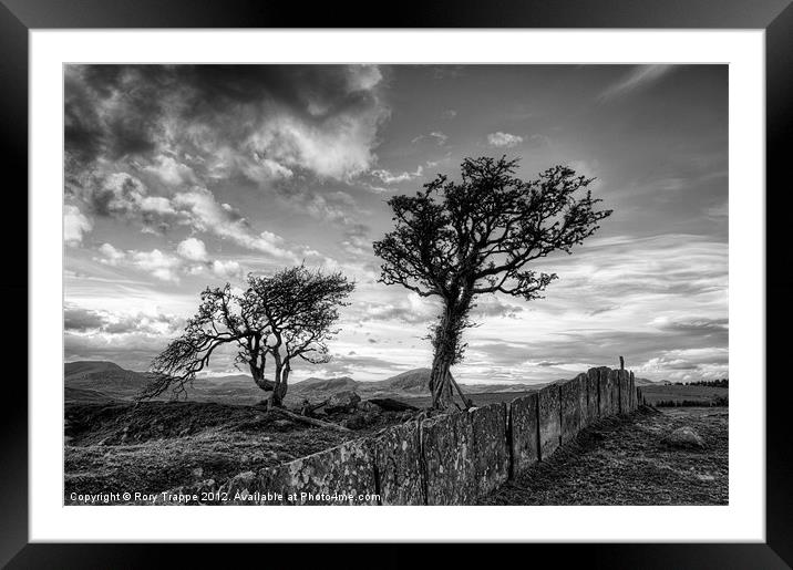 Hawthorn trees and a slate fence Framed Mounted Print by Rory Trappe