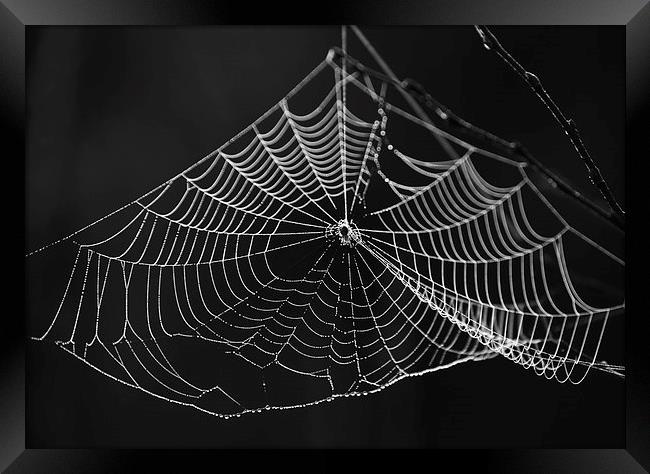Spiders web Framed Print by Rory Trappe