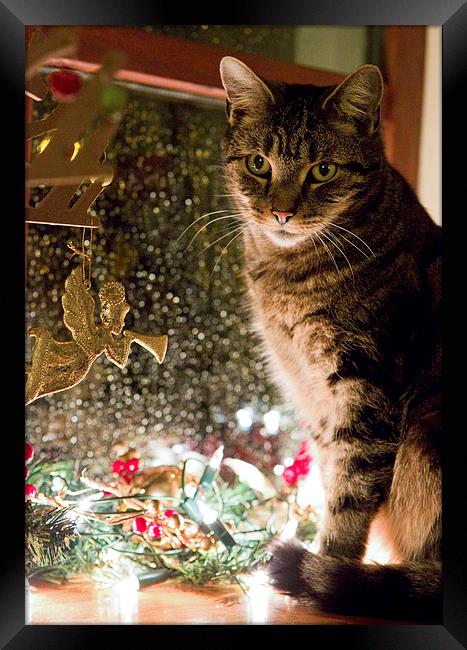 Cat at Christmas Framed Print by Rory Trappe