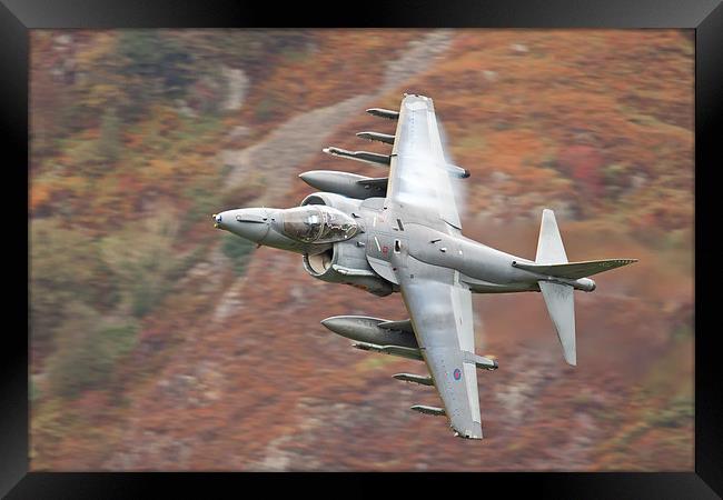  RAF Harrier Framed Print by Rory Trappe