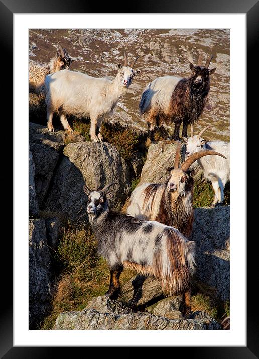 Welsh mountain goats Framed Mounted Print by Rory Trappe