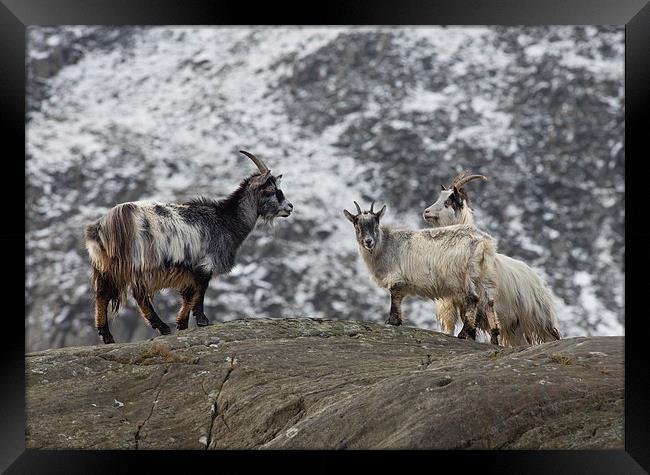  Three Feral Welsh Mountain Goats Framed Print by Rory Trappe