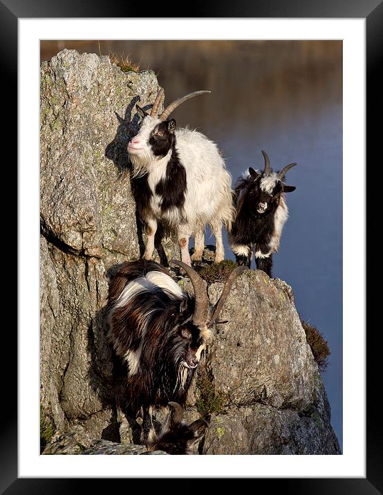  Goats Framed Mounted Print by Rory Trappe