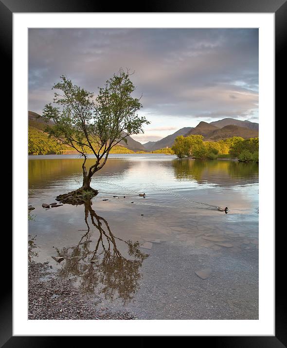 Llyn Padarn Framed Mounted Print by Rory Trappe