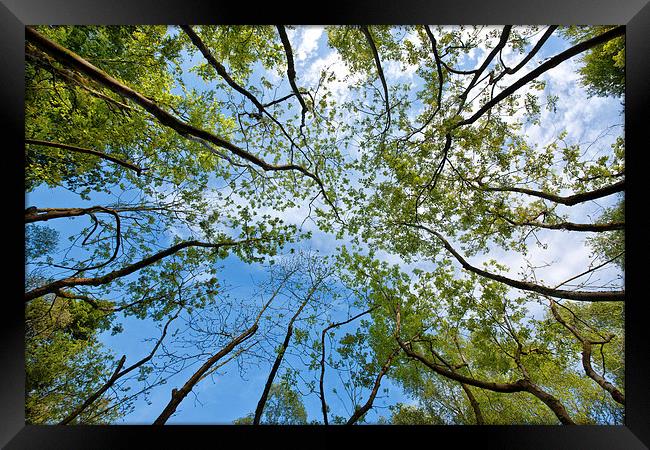  Tree tops Framed Print by Rory Trappe