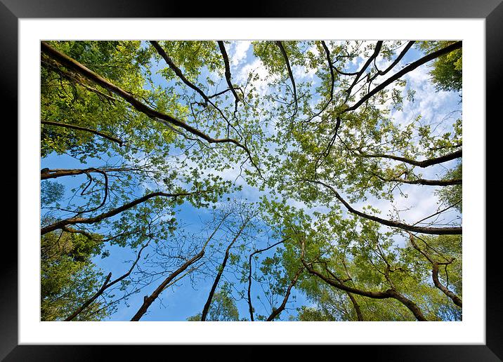  Tree tops Framed Mounted Print by Rory Trappe