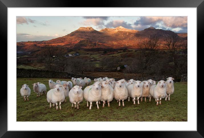 Sheep at Frondirion Framed Mounted Print by Rory Trappe