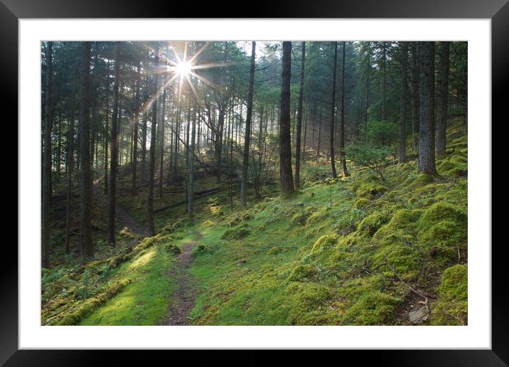 Sunburst in a forest Framed Mounted Print by Rory Trappe