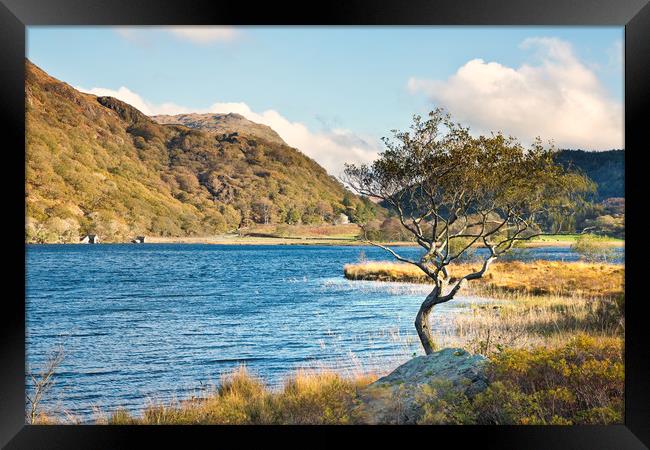 Llyn Dinas tree Framed Print by Rory Trappe