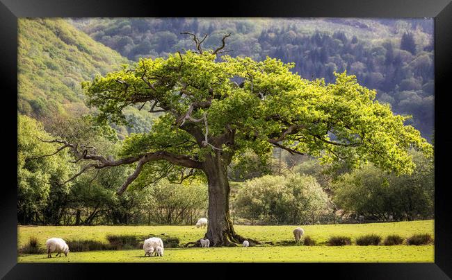 Oak tree at Maentwrog Framed Print by Rory Trappe