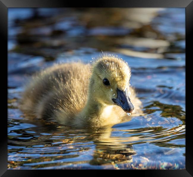Canadian Geese Gosling Framed Print by Rory Trappe