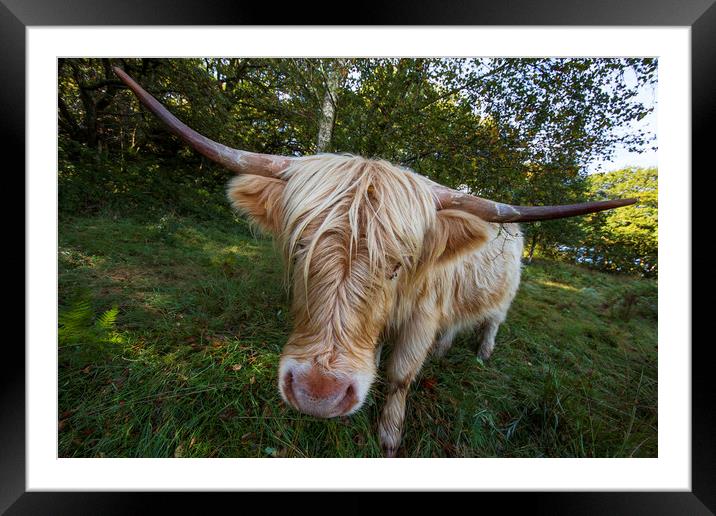 Highland cow Framed Mounted Print by Rory Trappe