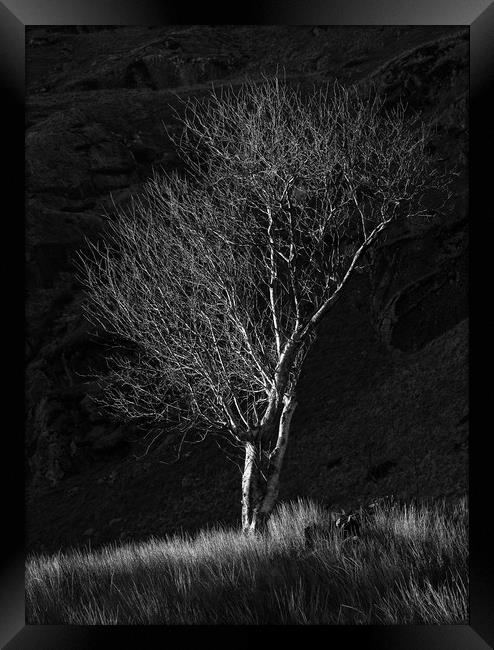 Tree at Cwmorthin Framed Print by Rory Trappe