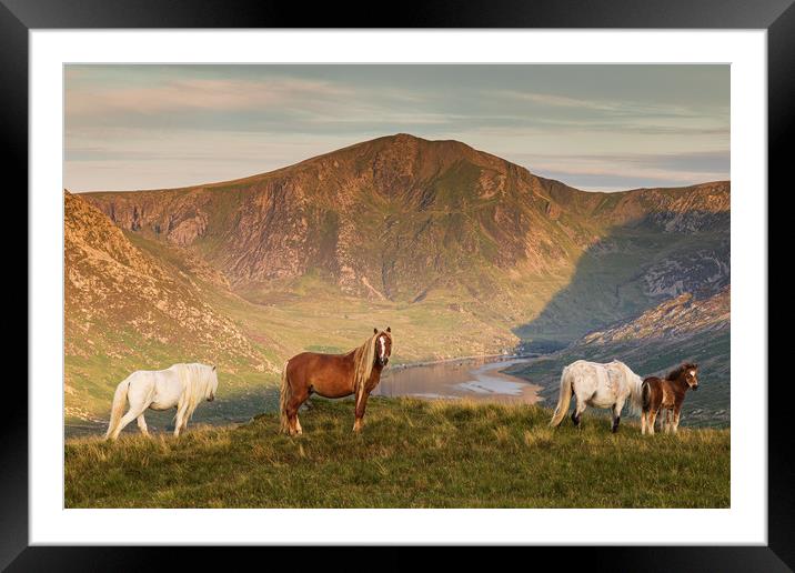 Carneddau ponies Framed Mounted Print by Rory Trappe