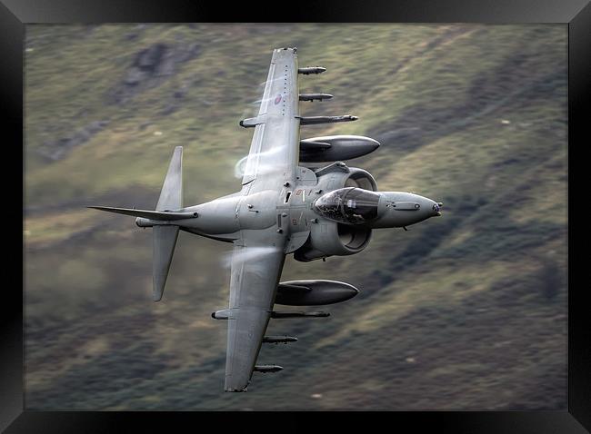 Harrier through the gap Framed Print by Rory Trappe