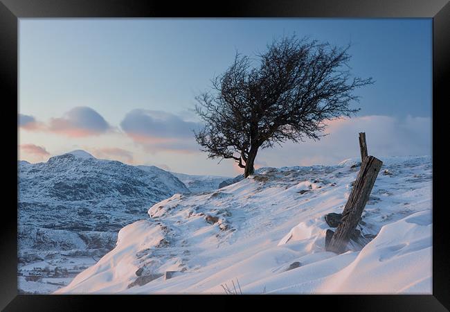 Windswept tree - Blaenau Ffestiniog Framed Print by Rory Trappe