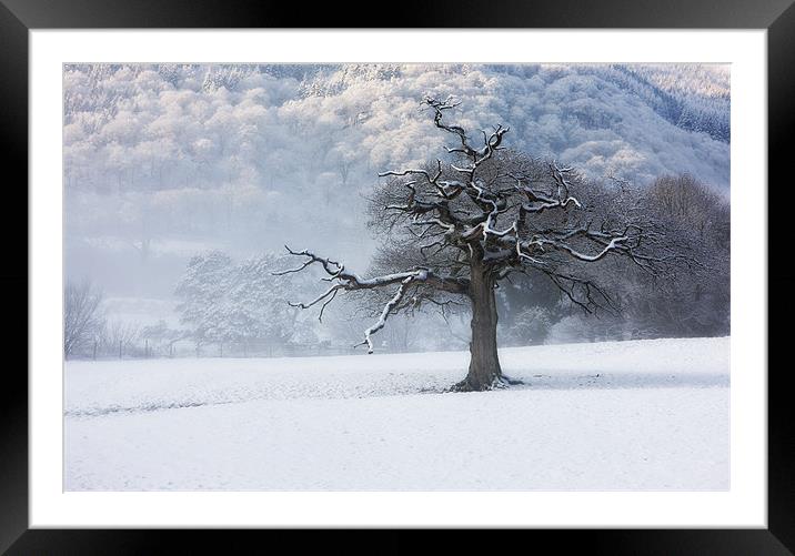 Maentwrog tree Framed Mounted Print by Rory Trappe