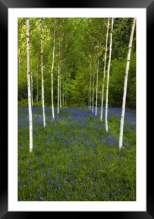 Birch trees and bluebells Framed Mounted Print by Rory Trappe