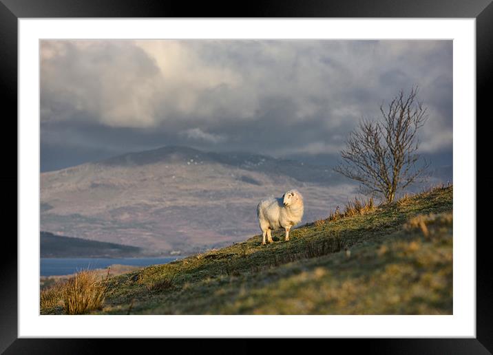 Sheep on a hill Framed Mounted Print by Rory Trappe