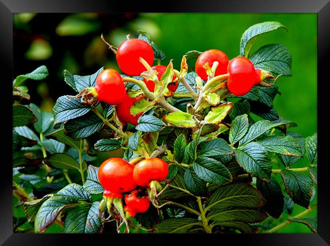 Rose Hips Framed Print by Jacqui Kilcoyne