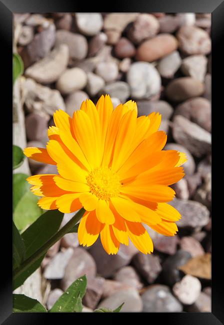 Sunshine Marigold. Framed Print by Jacqui Kilcoyne