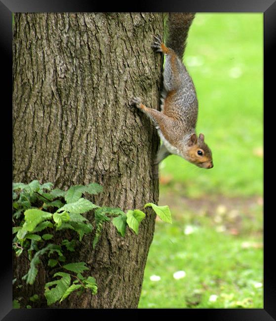 Squirrel Framed Print by Jacqui Kilcoyne