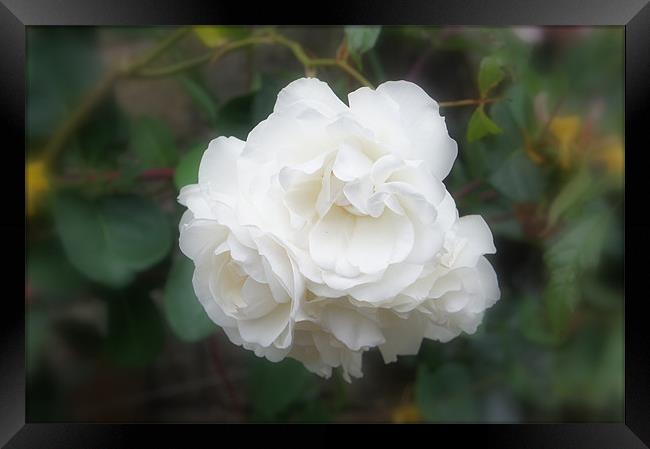 A Cluster of Roses Framed Print by Jacqui Kilcoyne