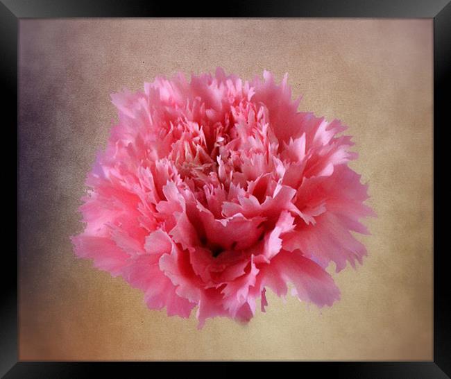 Pink Carnation Framed Print by Jacqui Kilcoyne