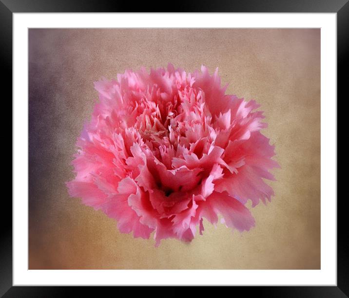 Pink Carnation Framed Mounted Print by Jacqui Kilcoyne