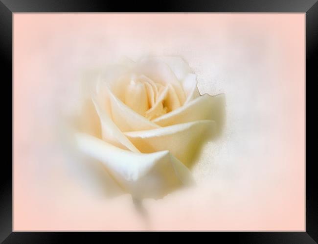 Misty Rose Framed Print by Jacqui Kilcoyne