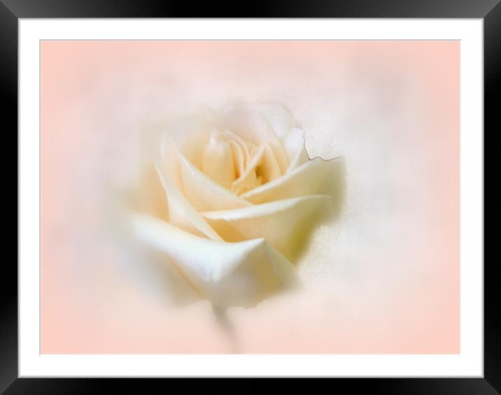 Misty Rose Framed Mounted Print by Jacqui Kilcoyne