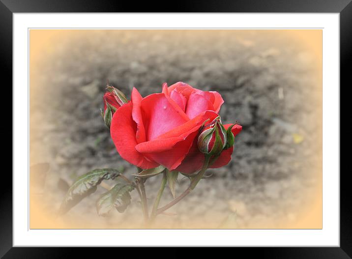 Red Rose with Two Buds Framed Mounted Print by Jacqui Kilcoyne