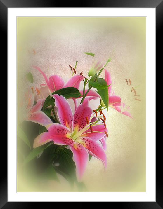 Lovely Lillies. Framed Mounted Print by Jacqui Kilcoyne